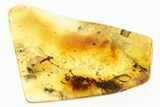 Fossil Crane Fly (Limoniidae) In Baltic Amber #307710-1